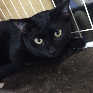 里親さん募集ですヾ(๑╹◡╹)ﾉ" − 東京都
