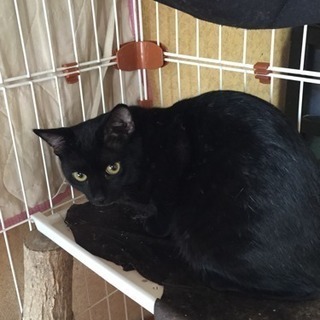 里親さん募集ですヾ(๑╹◡╹)ﾉ" - 猫