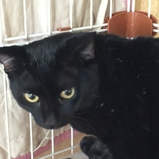 里親さん募集ですヾ(๑╹◡╹)ﾉ" - 里親募集