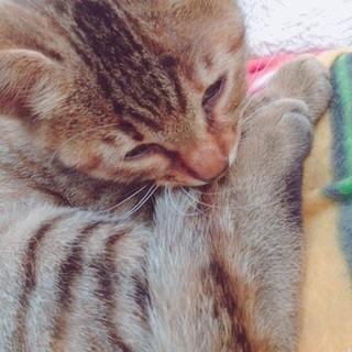 生後３ヶ月の子猫です！