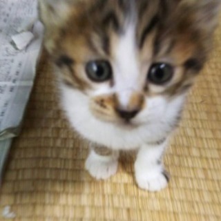子猫の里親さんさがしてます！