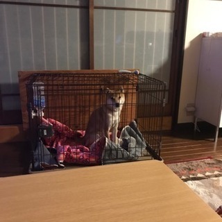 家族同然に可愛がっている豆柴犬 犬アレルギーの孫の為に手放すこと...