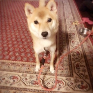 家族同然に可愛がっている豆柴犬 犬アレルギーの孫の為に手放すことにしました。 - 大阪市