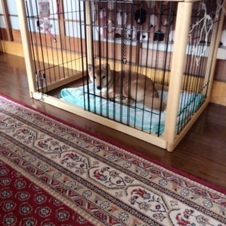 家族同然に可愛がっている豆柴犬 犬アレルギーの孫の為に手放すことにしました。 - 犬