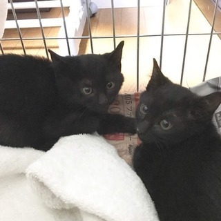 子猫たちの里親さん募集