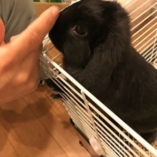 生後７ヶ月ロップイヤー