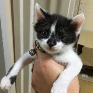 子猫♂の里親募集！！(交渉中)