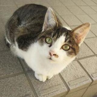子猫 ハチワレ 女の子