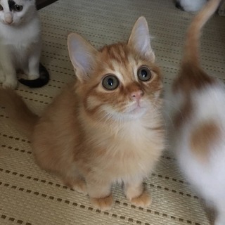 子猫 生後約3ヶ月