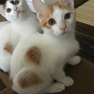 子猫 生後約3ヶ月 茶×白