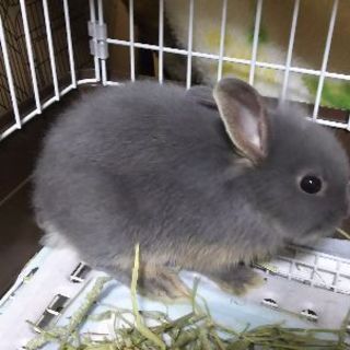 うさぎ友達..募集させていただきます。 - 友達