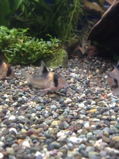 熱帯魚生体(コリドラスハイバンドバーゲシー)水槽