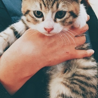 9月16日生まれ 子猫♂里親募集！