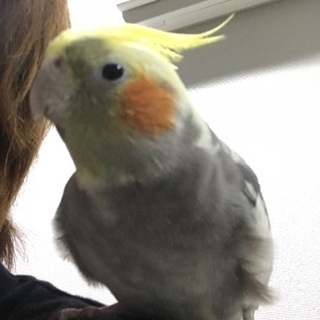 オカメインコ譲ります