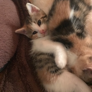 三毛猫姉妹🐱