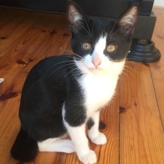 子猫の飼主さん募集