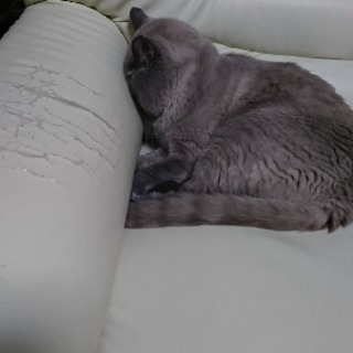 動物好きな人や楽しい友達が欲しい(´・ω・｀) - 京都市