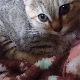 (生後2カ月)♀の猫ちゃんの里親を募集しています