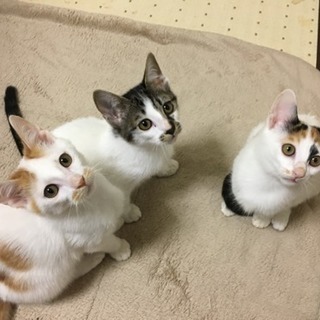 生後約3ヶ月 子猫3匹 里親募集