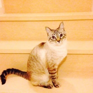 4歳雄猫