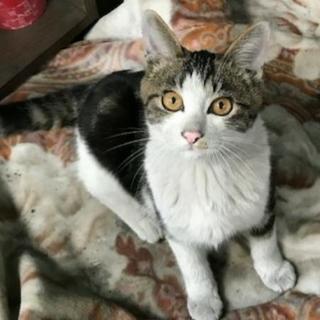 〈子猫の里親募集〉