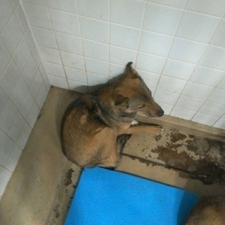 明日の朝期限！まだ1歳足らずの野犬、小柄な中型女の子が捕獲器にか...