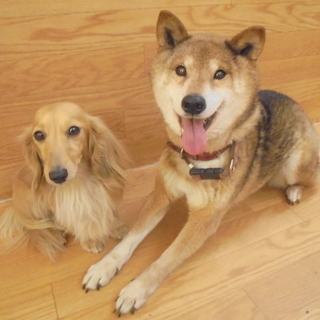柴犬の小春ちゃん
