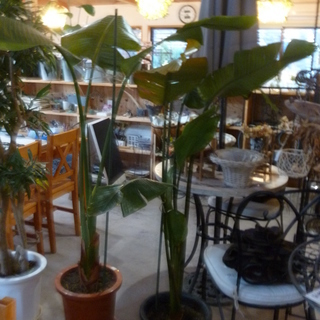 ◆観葉植物 オーガスタ（サイズ大・中・小あります）◆
