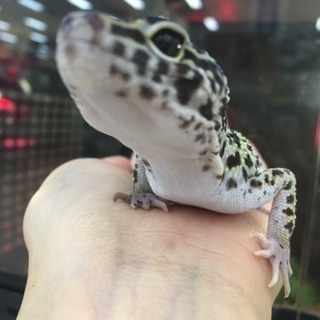 アクア&小動物☆ペットショップスタッフ大募集！！の画像