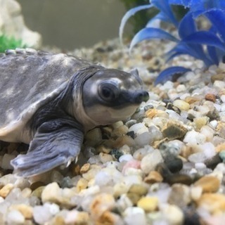 アクア&小動物☆ペットショップスタッフ大募集！！の画像