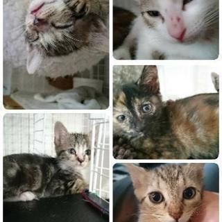 子猫の里親募集です