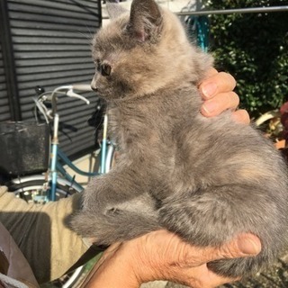生後2ヶ月のメスです。