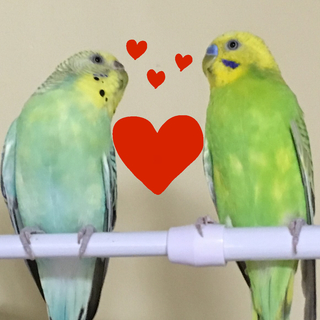 セキセイインコの雛の里親さん募集いたします　終了しました