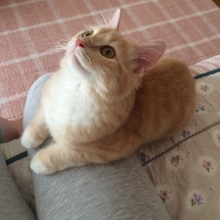 スコティッシュフォールド ６ヶ月 メスの子猫