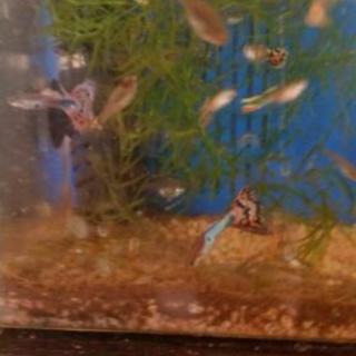 グッピー50円で譲ります(^o^)の画像