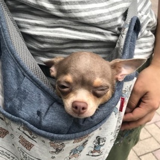 譲渡先が決定致しました。 (らぎな) 三郷中央のチワワの里親募集 