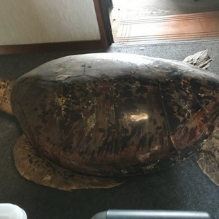 亀 剥製の画像