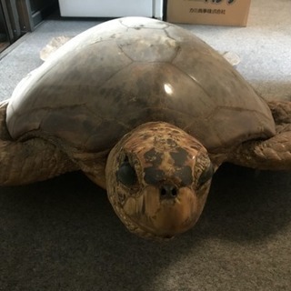 亀 剥製の画像
