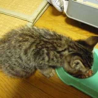 雄の子猫　里親募集 - 熊谷市