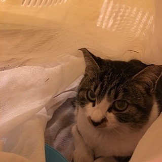 避妊済み🐱かわいい子猫（♀5ヶ月）