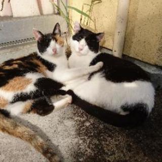 夫婦猫の里親を探しています。