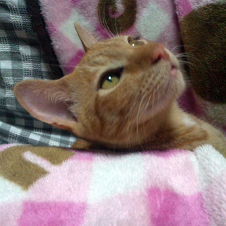 生後半年・かわいい茶トラ猫さん（オス）