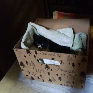 捨て猫