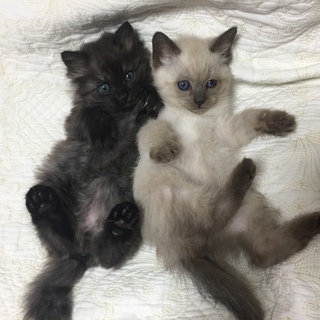※里親様決定☆お問い合わせ多数ありがとうございました。※生後２か...