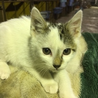 【募集再開】子猫の里親募集