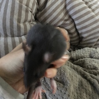 自家産ファンシーラット♂A