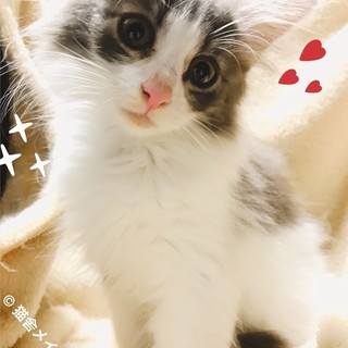 猫好きな女性大募集！【アルバイト・パート】の画像