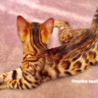 猫好きな女性大募集！【アルバイト・パート】の画像