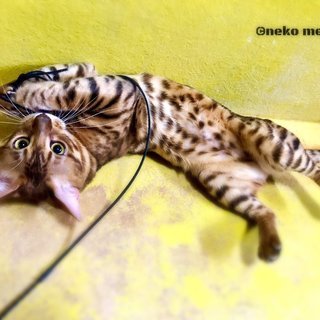 猫好きな女性大募集！【アルバイト・パート】の画像