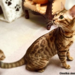 猫好きな女性大募集！【アルバイト・パート】の画像